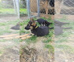 Small #14 German Shepherd Dog
