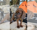 Small #3 Redbone Coonhound