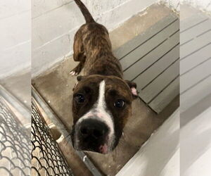 Boxer-Unknown Mix Dogs for adoption in Foristell, MO, USA