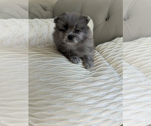 Pomeranian Puppy for Sale in BAKERSFIELD, California USA