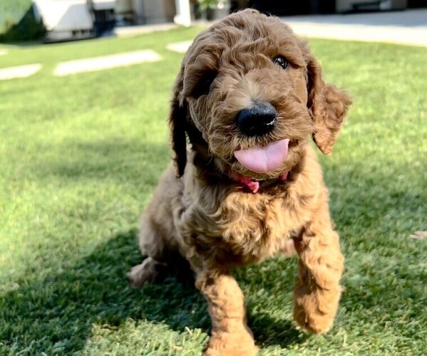 Medium Photo #4 Goldendoodle Puppy For Sale in RIVERBANK, CA, USA
