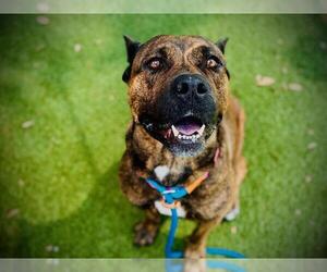 Mutt Dogs for adoption in Orlando, FL, USA