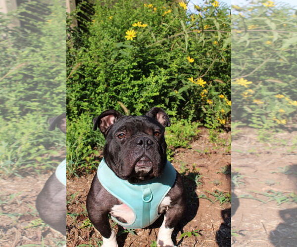 Medium Photo #2 Bulldog-Unknown Mix Puppy For Sale in Calhoun, GA, USA
