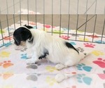 Small #7 Havanese