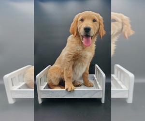 Golden Retriever Puppy for sale in GOSHEN, IN, USA