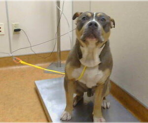 Mutt Dogs for adoption in Sacramento, CA, USA