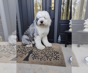 Father of the Old English Sheepdog puppies born on 12/23/2025