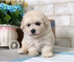 Small #8 Poodle (Miniature)
