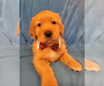 Small Photo #2 Golden Retriever Puppy For Sale in GOODYEAR, AZ, USA