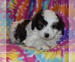 Small Photo #1 Australian Shepherd-Poodle (Toy) Mix Puppy For Sale in SUNBURY, PA, USA
