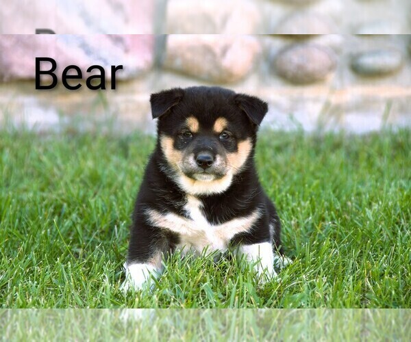 Medium Photo #3 Border Collie-Shiba Inu Mix Puppy For Sale in CLARE, MI, USA