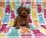 Small #1 Cockapoo (Miniature)