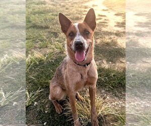 Medium Mutt