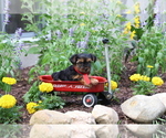 Small #5 Yorkshire Terrier