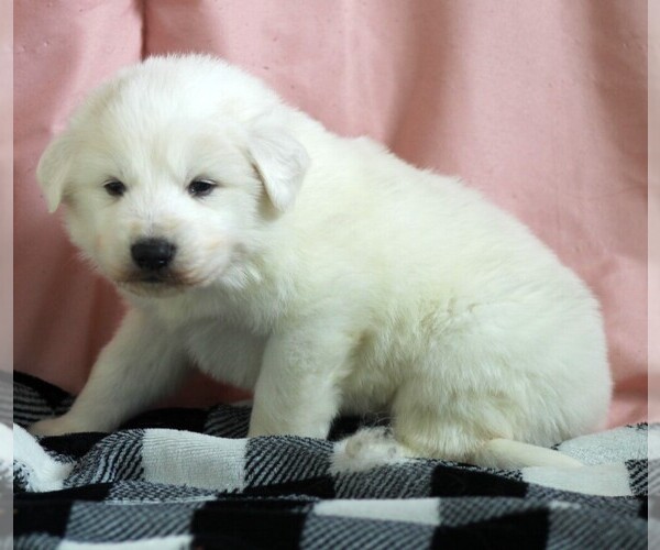 Medium Photo #2 Great Pyrenees Puppy For Sale in CLAYTON, WA, USA