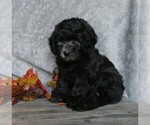Small Photo #4 Labradoodle-Poodle (Miniature) Mix Puppy For Sale in FREDERICKSBG, OH, USA