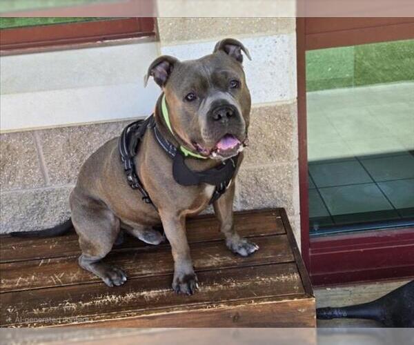 Medium Photo #2 Staffordshire Bull Terrier-Unknown Mix Puppy For Sale in Derwood, MD, USA