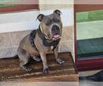 Small #1 Staffordshire Bull Terrier Mix