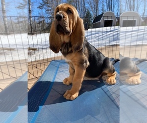 Bloodhound Puppy for sale in ISHPEMING, MI, USA