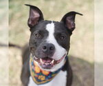 Small American Staffordshire Terrier