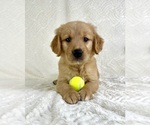 Small #1 Golden Retriever