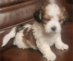 Puppy Puppy 3 Lhasa Apso-Papitese Mix