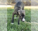 Small Photo #41 Italian Greyhound Puppy For Sale in SAINT GEORGE, UT, USA