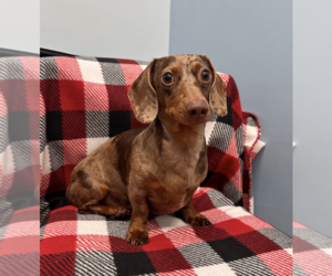 Eddie - Male Dachshund Dog for Adoption - Photo #2