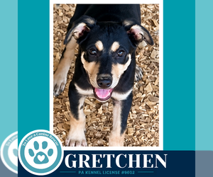 Gretchen (Prost Pups) 100326 - Female German Shepherd Dog-Unknown Mix Dog for Adoption - Photo #4