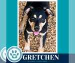 Small Photo #4 German Shepherd Dog-Unknown Mix Puppy For Sale in Kimberton, PA, USA