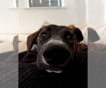 Small #2 Dutch Shepherd  Mix