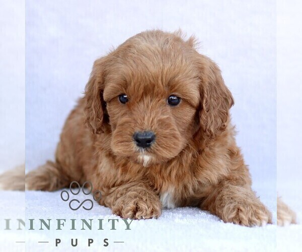 Medium Photo #5 Goldendoodle (Miniature) Puppy For Sale in EPHRATA, PA, USA