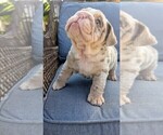 Small #2 English Bulldog