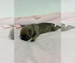 Small #1 Cane Corso