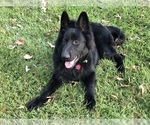Small Photo #1 German Shepherd Dog Puppy For Sale in BYRAM, MS, USA