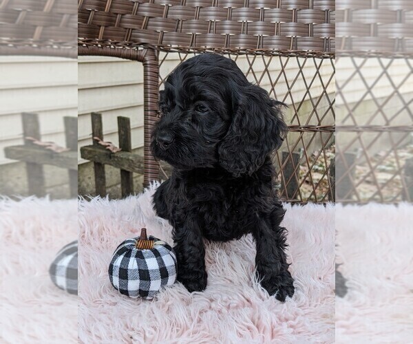 Medium Photo #7 Cock-A-Poo Puppy For Sale in SALEM, MO, USA