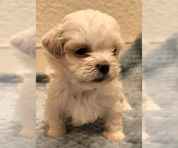Medium Photo #1 Mal-Shi Puppy For Sale in Olalla, WA, USA