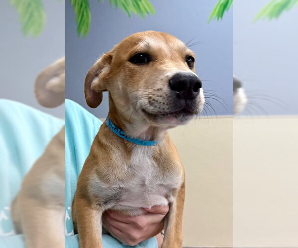 Medium Photo #5 Labrador Retriever-Unknown Mix Puppy For Sale in Jefferson, NJ, USA