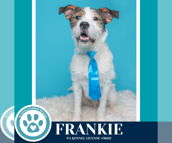 Medium Photo #5 Mutt Puppy For Sale in Kimberton, PA, USA