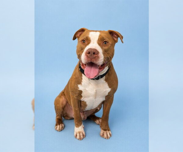 Medium Photo #1 American Staffordshire Terrier-Unknown Mix Puppy For Sale in Westminster, MD, USA