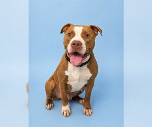 American Staffordshire Terrier-Unknown Mix Dogs for adoption in Westminster, MD, USA