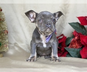Beabull Puppy for sale in LANCASTER, PA, USA