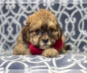 Havashu-Poodle (Miniature) Mix Puppy for sale in LAKELAND, FL, USA