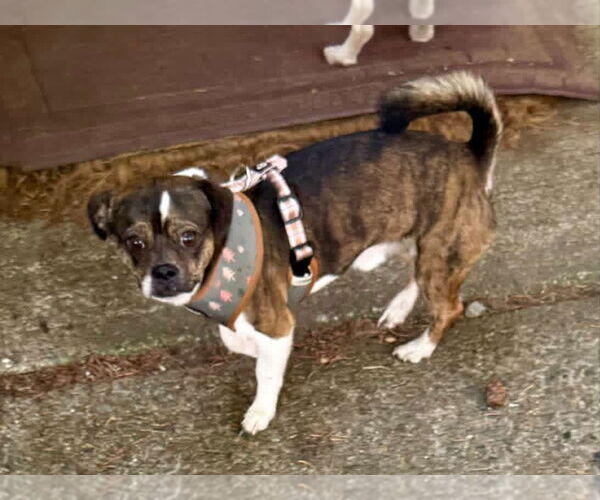 Medium Photo #2 Chug Puppy For Sale in Bellevue, WA, USA