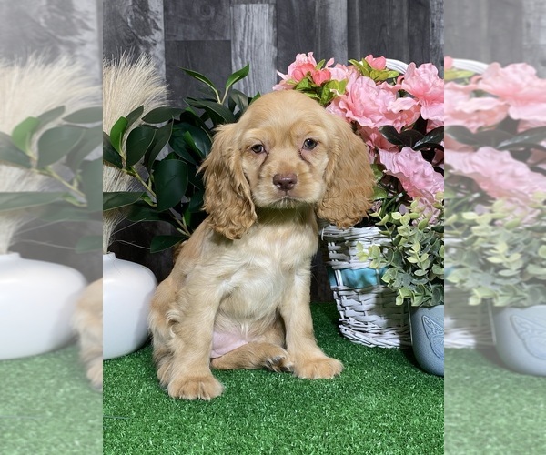 Medium Photo #2 Cocker Spaniel Puppy For Sale in CANOGA, NY, USA