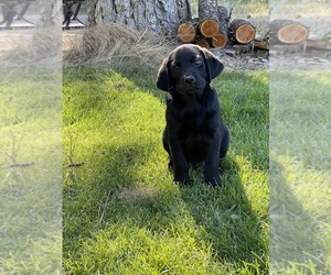Labrador Retriever Dogs for adoption in VERADALE, WA, USA