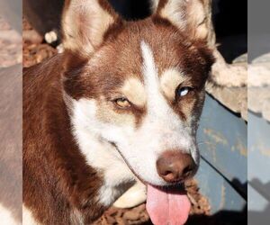Juni - Female Siberian Husky Dog for Adoption - Photo #4