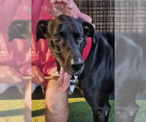 Great Dane Dogs for adoption in Oakland Park, FL, USA