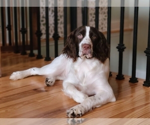 Mother of the English Springer Spaniel puppies born on 08/05/2025