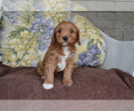 Small Photo #9 Cavapoo Puppy For Sale in GREENWOOD, WI, USA